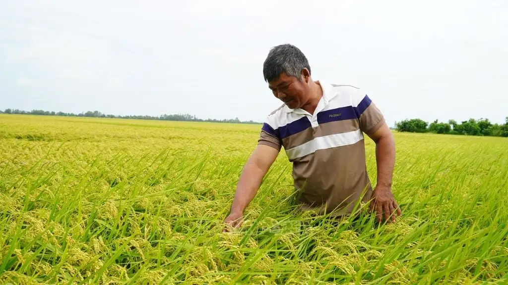 Hai ông tỷ phú Kiên Giang này đều là 2 nông dân trồng lúa “thiện xạ”, hễ “điểm xạ” là trúng mùa