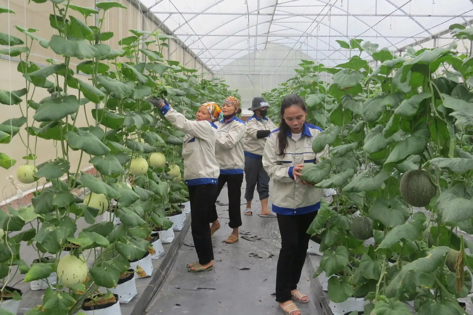 Hải Phòng sau sáp nhập Hải Dương thành công, bứt tốc về nông nghiệp công nghệ cao, sản xuất quy mô lớn