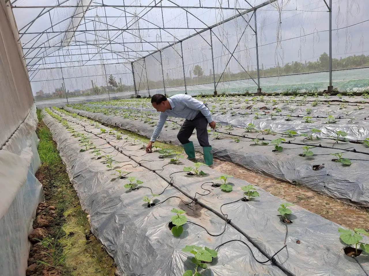 Hải Phòng sau sáp nhập Hải Dương thành công, bứt tốc về nông nghiệp công nghệ cao, sản xuất quy mô lớn