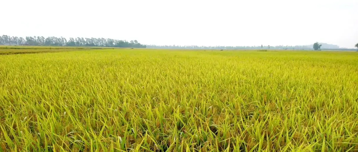 Hình thành vùng nguyên liệu cho trồng trọt giảm phát thải