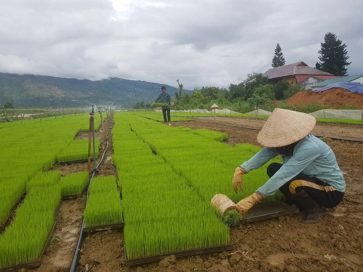 Hội Nông dân Điện Biên – lực lượng nòng cốt phát triển kinh tế tập thể