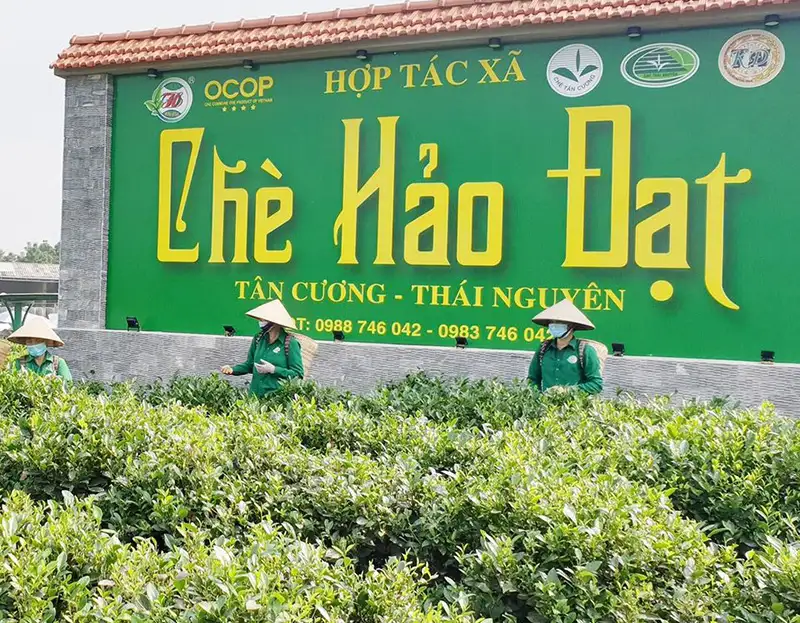 Hợp tác xã chè Hảo Đạt nâng tầm chè đặc sản Thái Nguyên