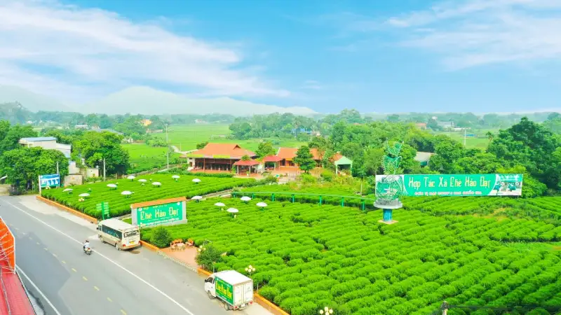 Hợp tác xã chè Hảo Đạt nâng tầm chè đặc sản Thái Nguyên