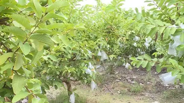 Hợp tác xã trồng 23 ha giống ổi Malaysia, cho quả quanh năm