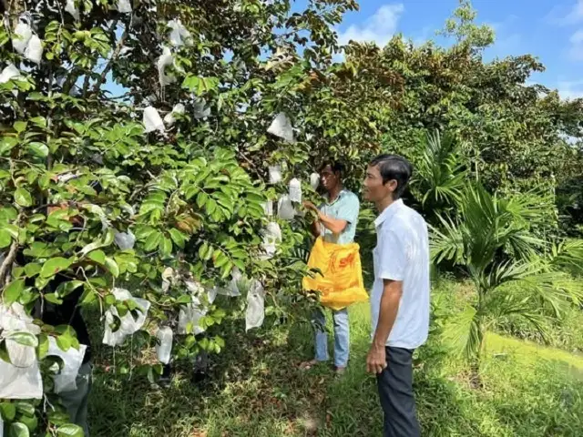 HTX đẩy mạnh liên kết chuỗi, nâng tầm OCOP góp phần xây dựng nông thôn mới