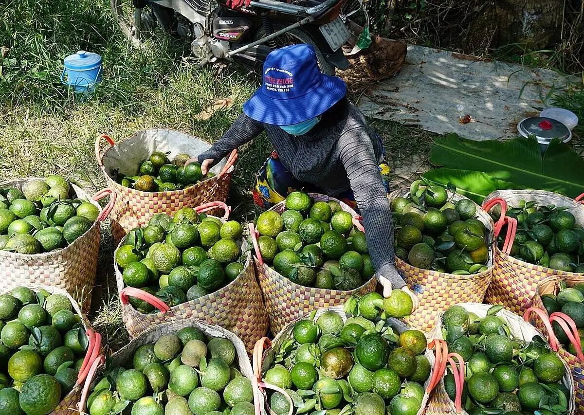 HTX từ sản xuất ‘mơ hồ’ đến minh bạch nhờ bản đồ nông sản số