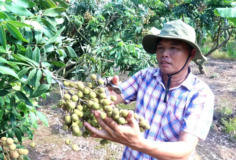 Hưng Yên mở rộng diện tích trồng cây ăn quả có giá trị kinh tế cao