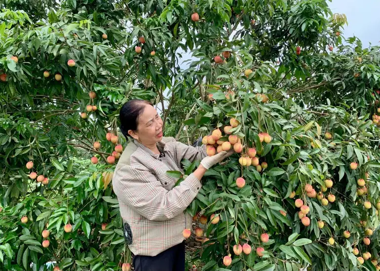 Hưng Yên mở rộng diện tích trồng cây ăn quả có giá trị kinh tế cao