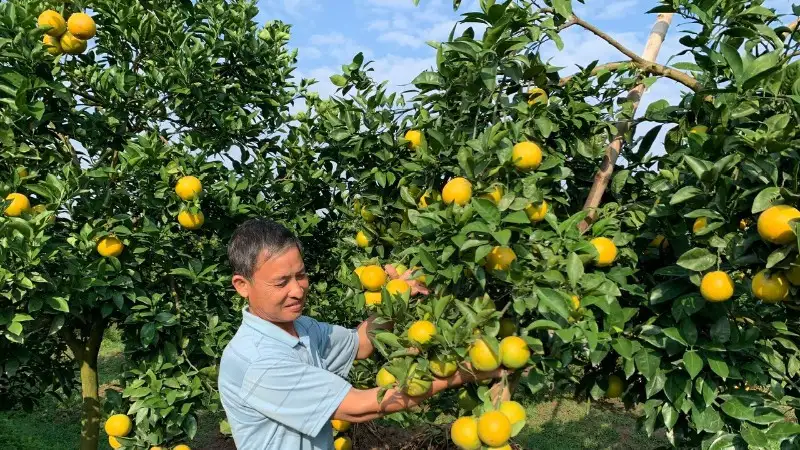 Hưng Yên mở rộng diện tích trồng cây ăn quả có giá trị kinh tế cao