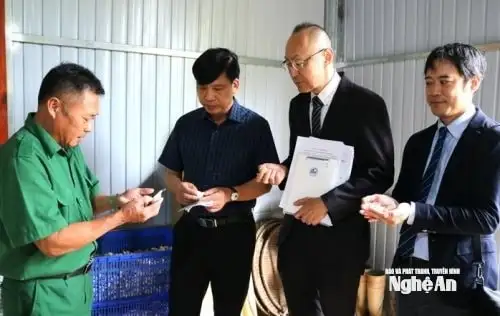 JICA tiếp tục triển khai mô hình trồng tỏi trắng Nhật Bản ở xã Na Ngoi (Nghệ An)