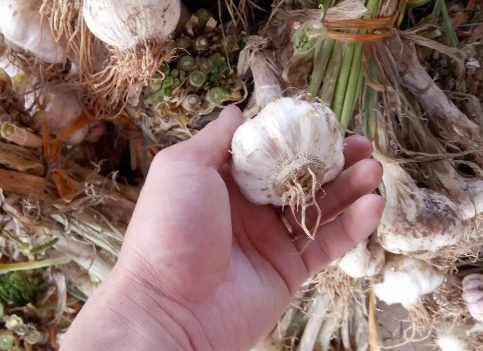 JICA tiếp tục triển khai mô hình trồng tỏi trắng Nhật Bản ở xã Na Ngoi (Nghệ An)