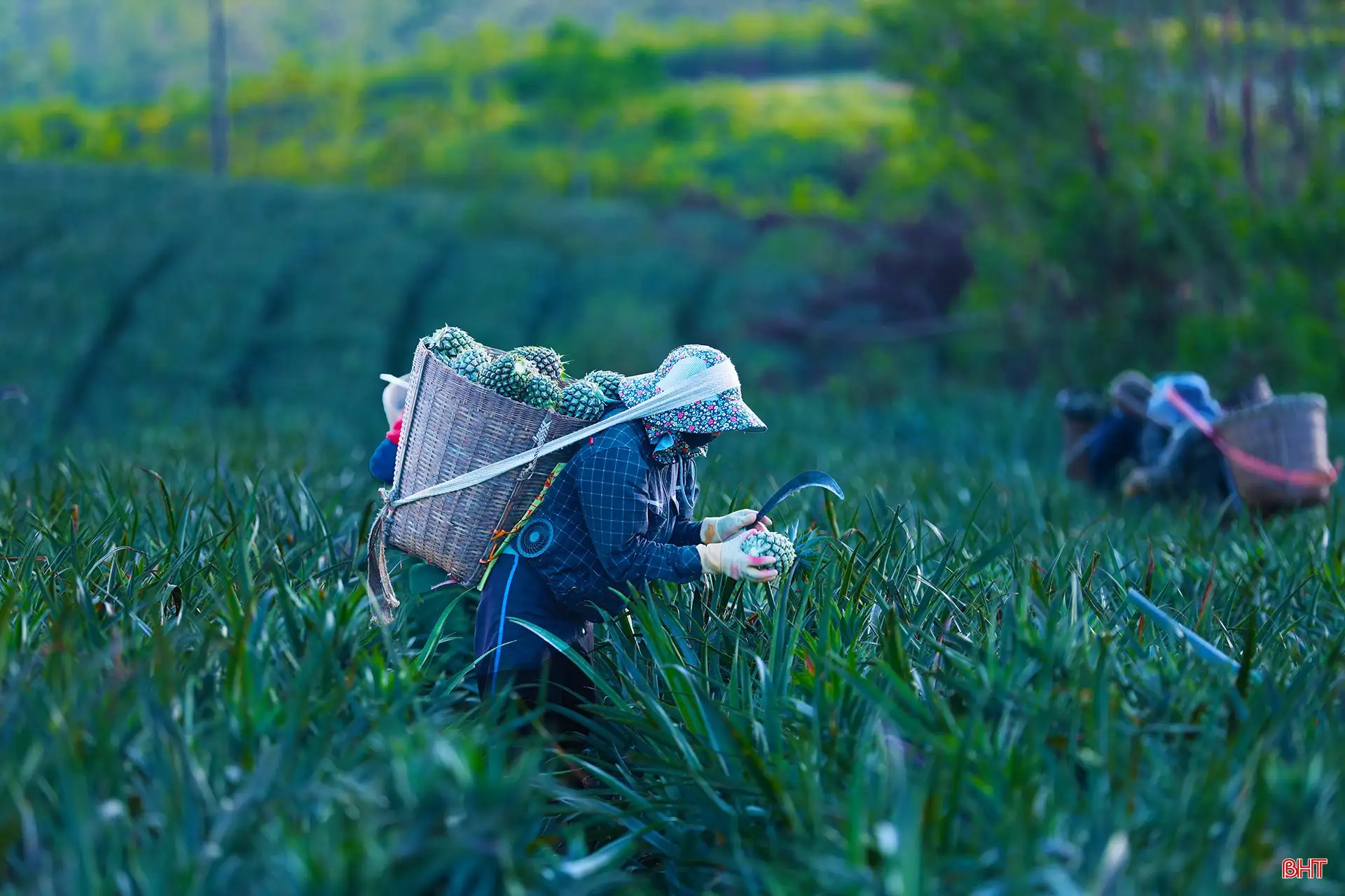 Khám phá cánh đồng dứa tuyệt đẹp ở Hà Tĩnh