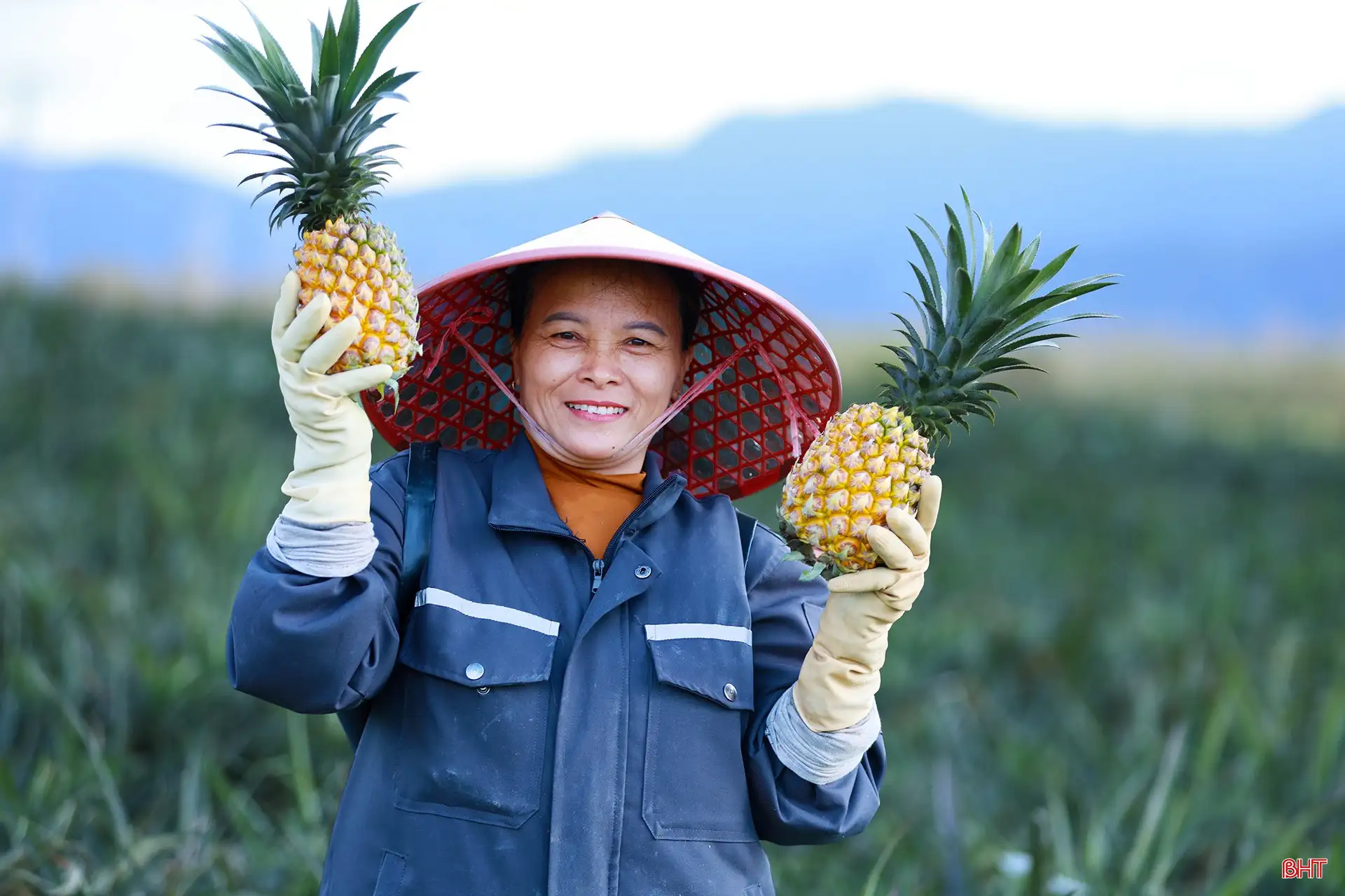 Khám phá cánh đồng dứa tuyệt đẹp ở Hà Tĩnh