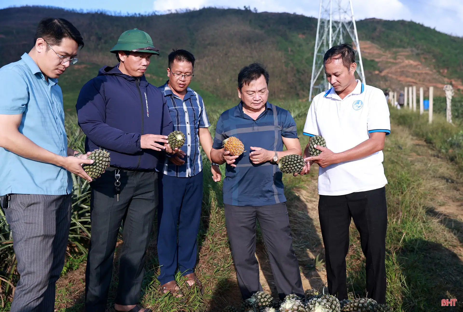 Khám phá cánh đồng dứa tuyệt đẹp ở Hà Tĩnh
