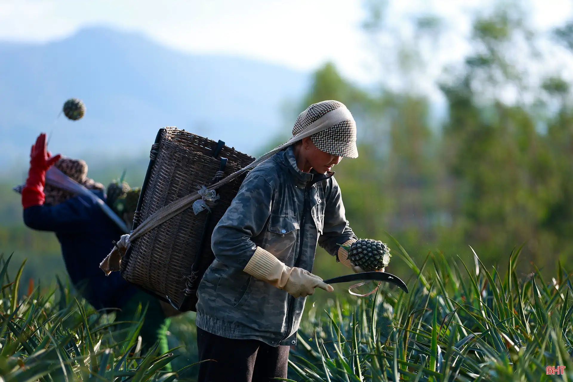 Khám phá cánh đồng dứa tuyệt đẹp ở Hà Tĩnh