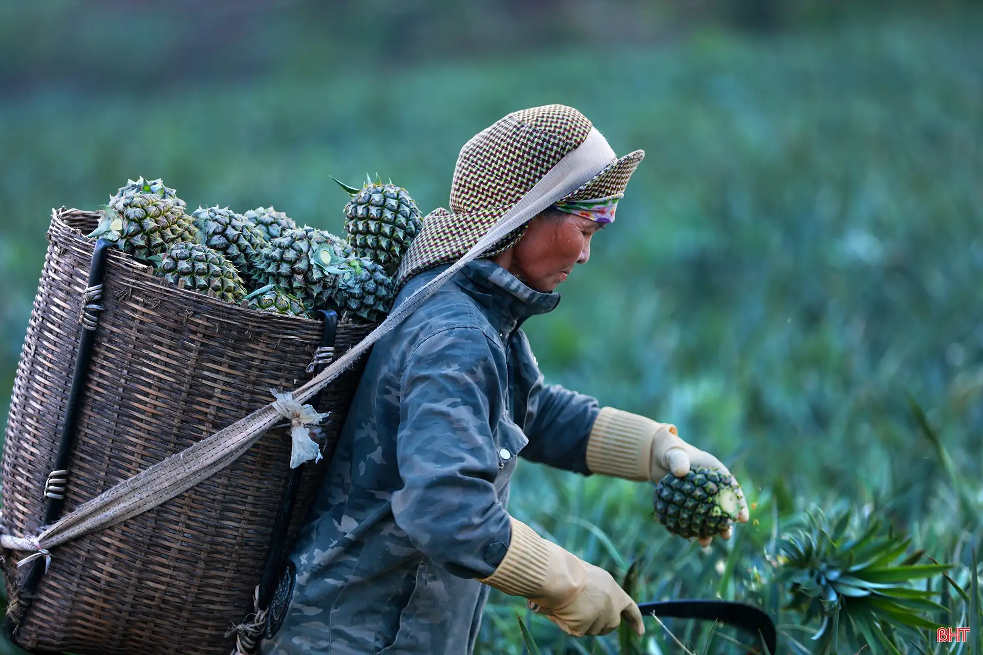 Khám phá cánh đồng dứa tuyệt đẹp ở Hà Tĩnh