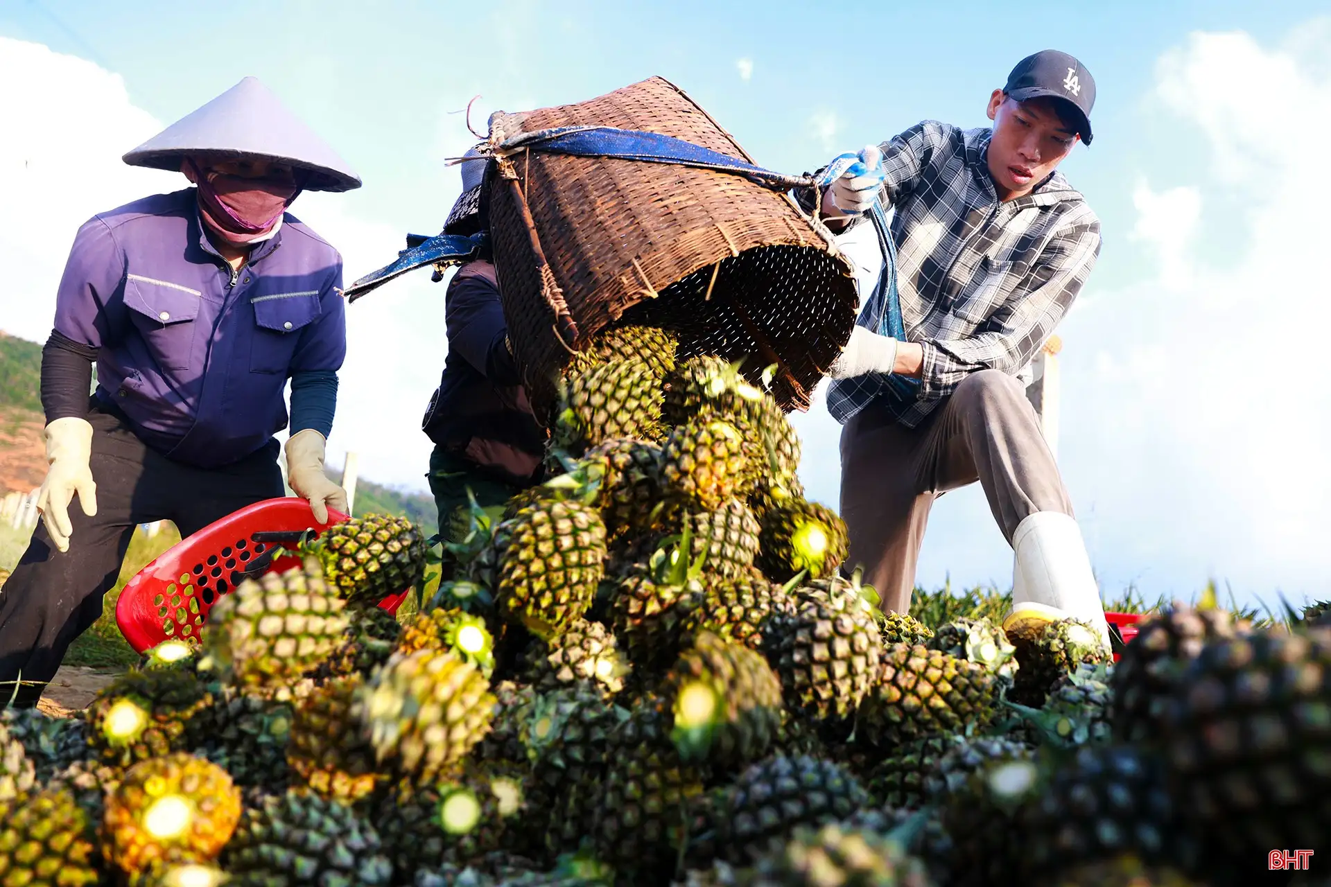 Khám phá cánh đồng dứa tuyệt đẹp ở Hà Tĩnh