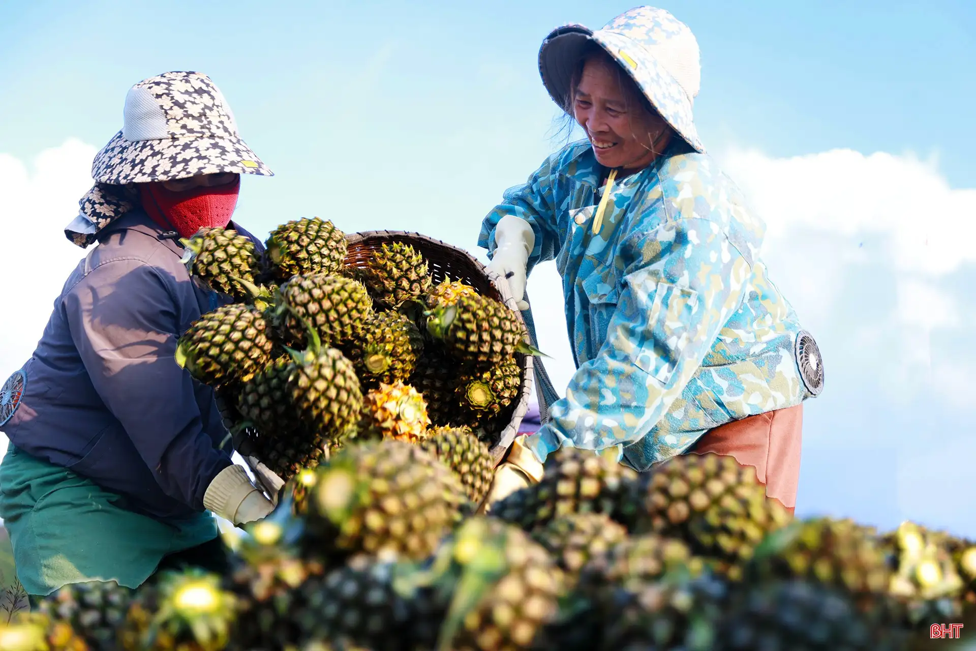 Khám phá cánh đồng dứa tuyệt đẹp ở Hà Tĩnh