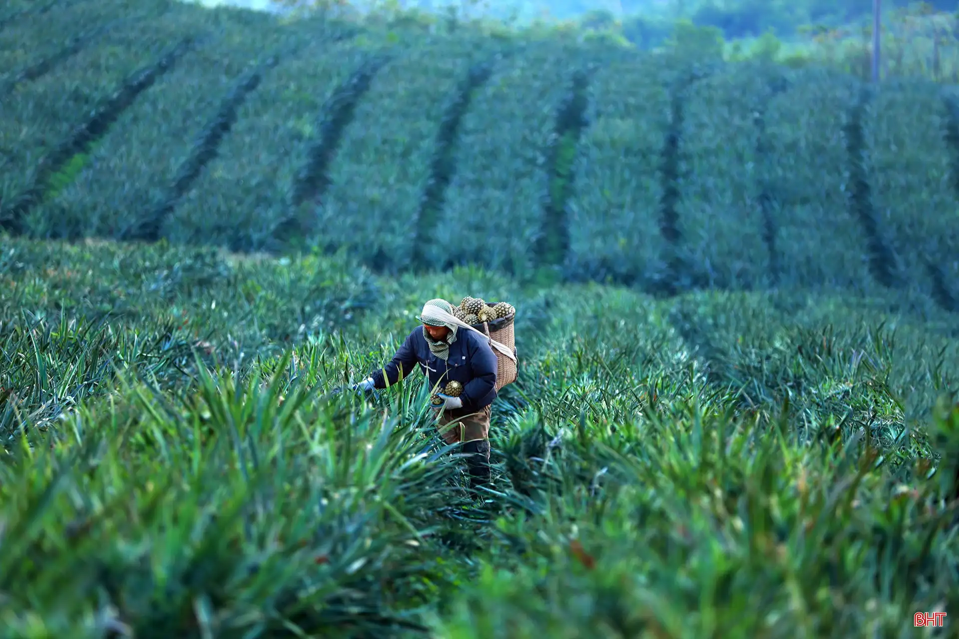 Khám phá cánh đồng dứa tuyệt đẹp ở Hà Tĩnh