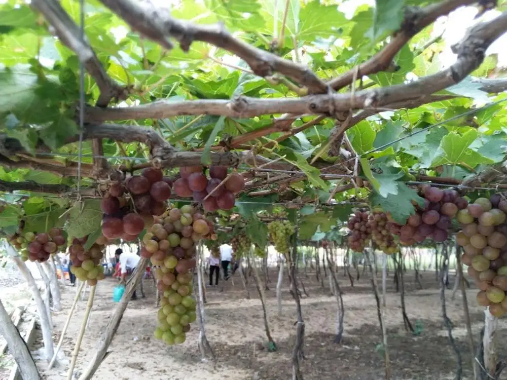 Khánh Hòa &#8216;tăng tốc&#8217; cho mục tiêu xóa nghèo bao trùm và bền vững