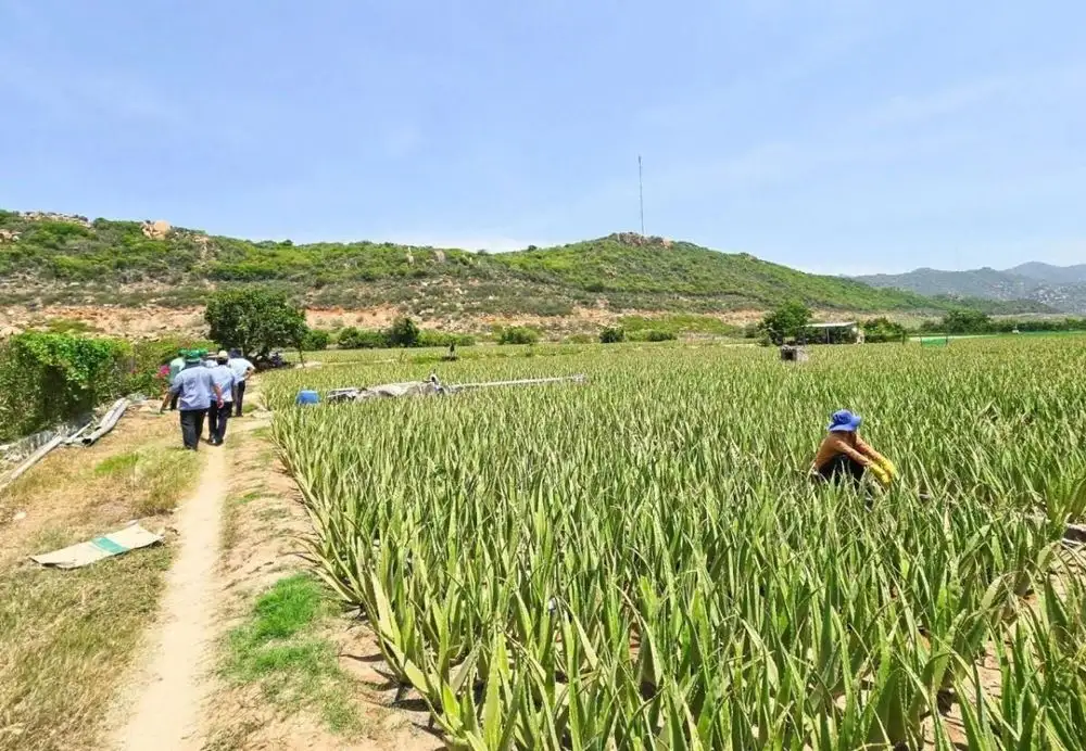Khánh Hòa &#8216;tăng tốc&#8217; cho mục tiêu xóa nghèo bao trùm và bền vững