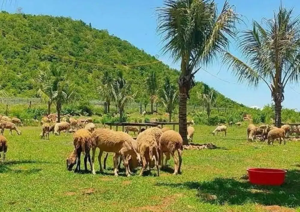 Khánh Hòa &#8216;tăng tốc&#8217; cho mục tiêu xóa nghèo bao trùm và bền vững