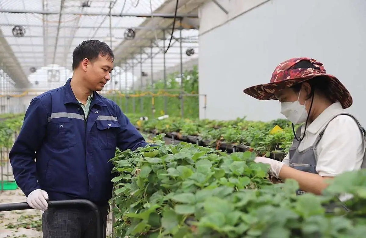 Khi HTX là ‘lá chắn’ chống sốc cho giá nông sản đô thị