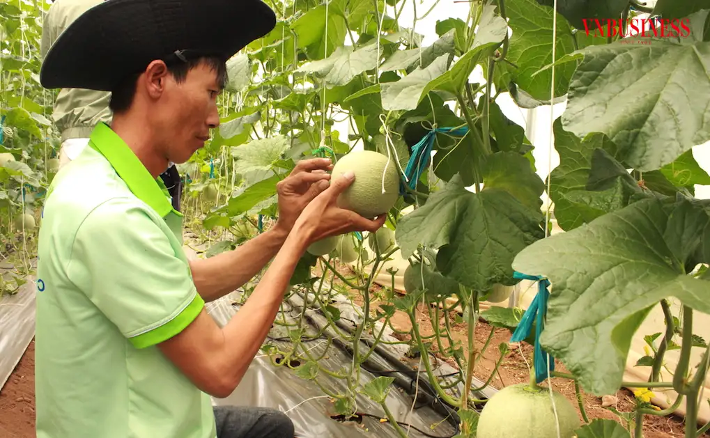 Khi nông nghiệp Việt ‘cất cánh’ từ đường băng sinh thái