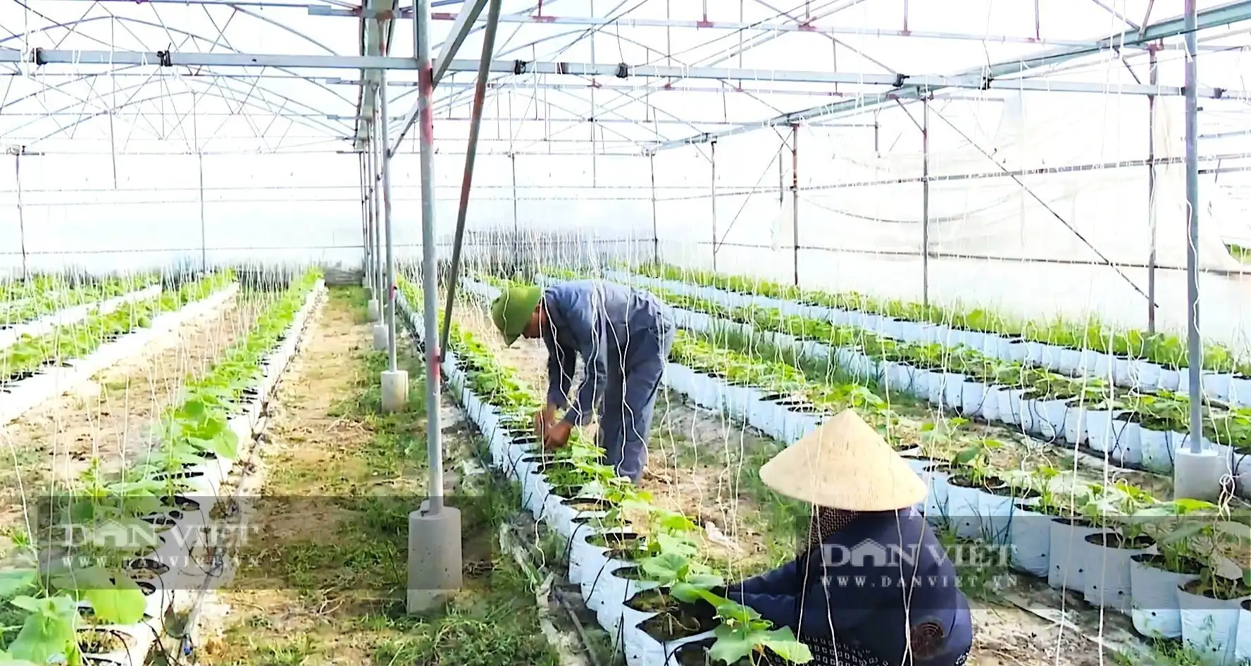 Khôi phục sản xuất nông nghiệp ở Hà Tĩnh sau bão lũ, nông dân trông chờ lắm vào vụ Đông, nhà nào cũng hối hả