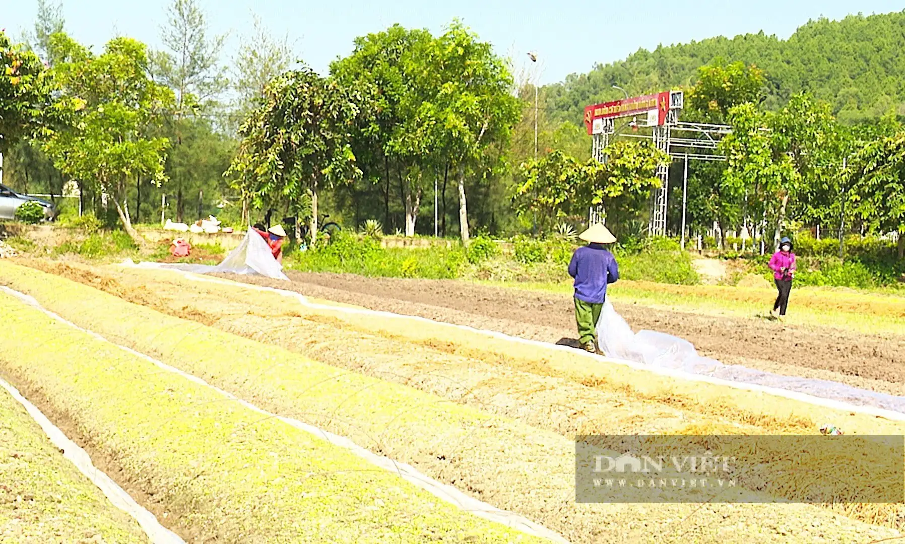 Khôi phục sản xuất nông nghiệp ở Hà Tĩnh sau bão lũ, nông dân trông chờ lắm vào vụ Đông, nhà nào cũng hối hả