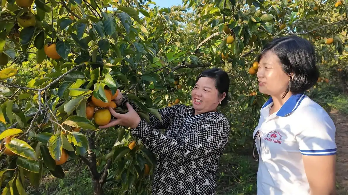 Khởi sắc nông nghiệp đảo Cô Tô