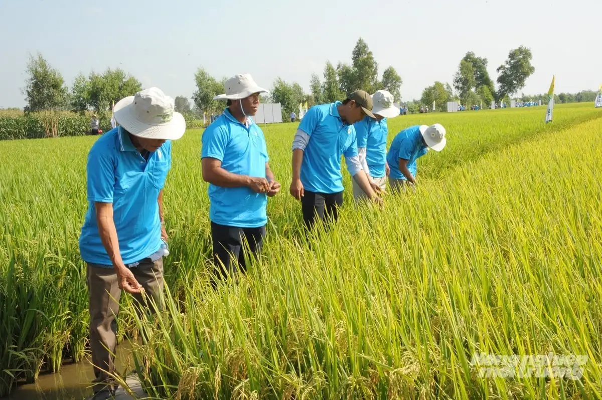 Khuyến nông hợp lực cùng doanh nghiệp: Chìa khóa triển khai vùng lúa giảm phát thải