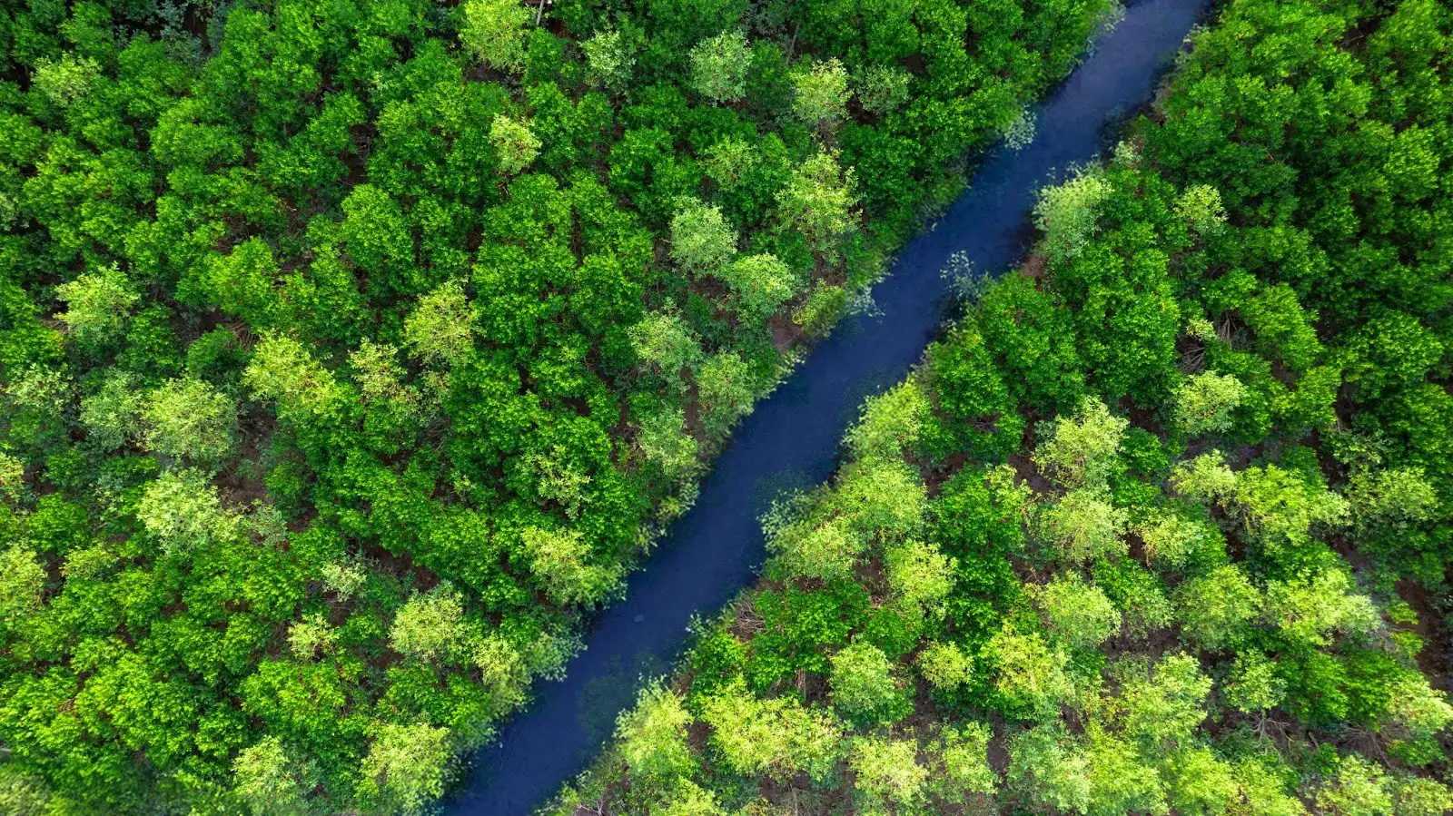 Kích hoạt thị trường carbon xanh từ rừng ngập mặn Việt Nam