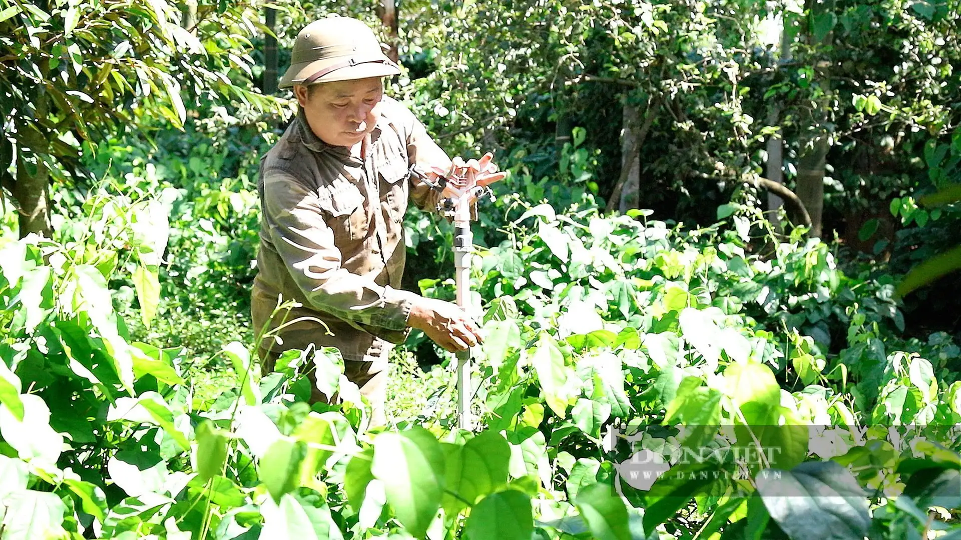Kiểu làm vườn tiền tỷ ở Đắk Lắk, cho cây sầu riêng “chung nhà” với loại rau rừng đặc sản này, bán sang Mỹ, Trung Quốc