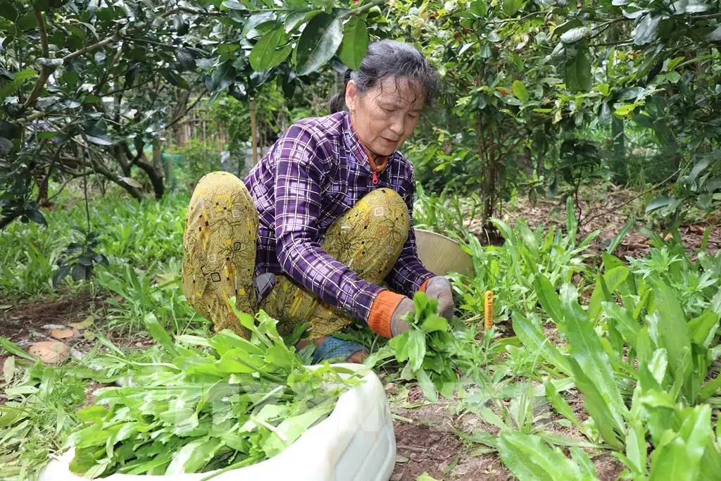 Kinh tế hợp tác Vĩnh Long: Điểm tựa cho nông nghiệp xanh, hiện đại và bền vững