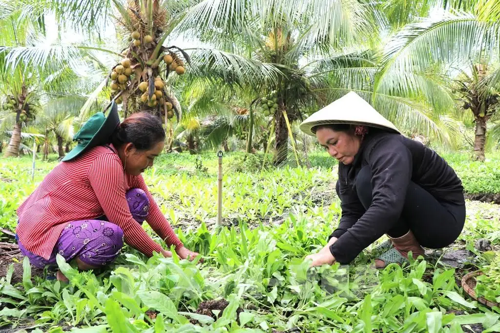 Kinh tế hợp tác Vĩnh Long: Điểm tựa cho nông nghiệp xanh, hiện đại và bền vững
