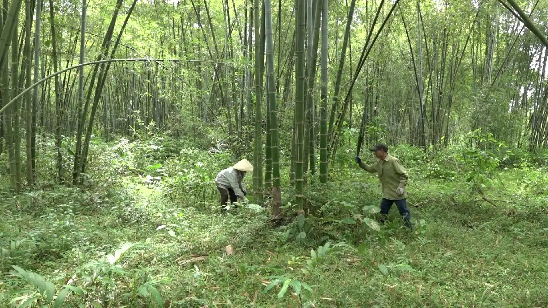 Kinh tế nông nghiệp &#8211; trụ cột thoát nghèo ở Linh Sơn