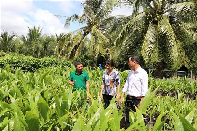 Lãi cao gấp 3 lần khi chuyển từ trồng lúa sang trồng dừa trái ra quá trời ở Vĩnh Long