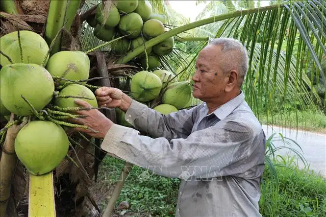 Lãi cao gấp 3 lần khi chuyển từ trồng lúa sang trồng dừa trái ra quá trời ở Vĩnh Long
