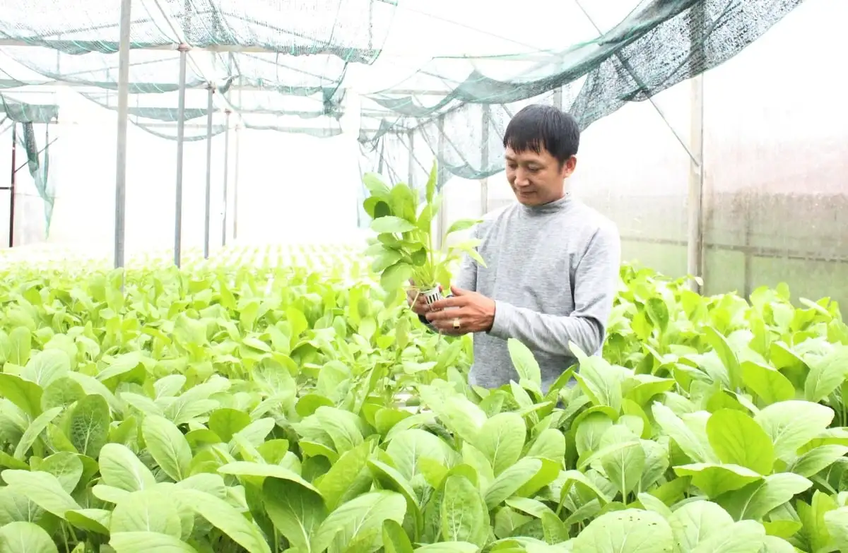 Làng rau Túy Loan khẳng định thương hiệu, đón hơn 8.000 lượt khách mỗi năm