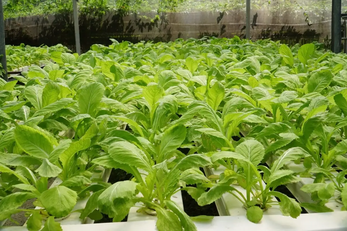 Làng rau Túy Loan khẳng định thương hiệu, đón hơn 8.000 lượt khách mỗi năm