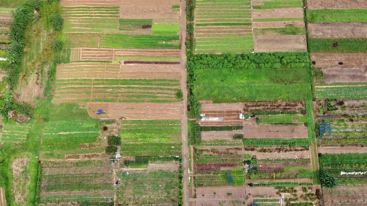 Làng rau Túy Loan khẳng định thương hiệu, đón hơn 8.000 lượt khách mỗi năm