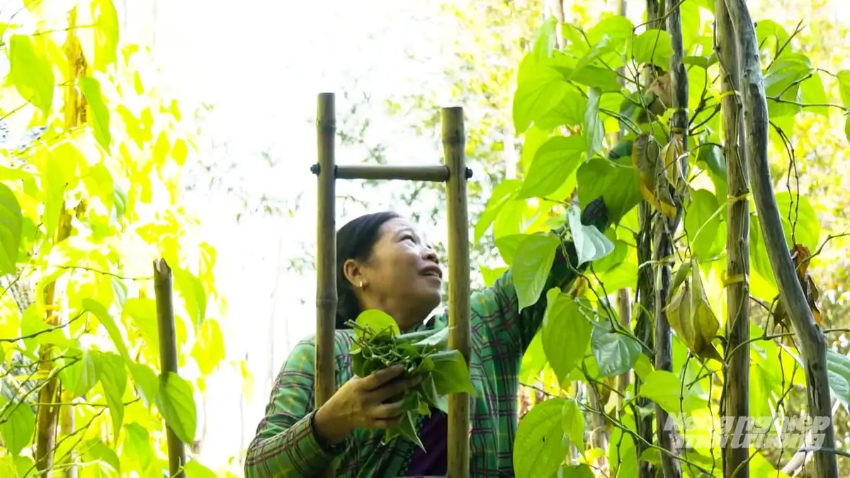 Làng trầu Vị Thủy phát triển du lịch