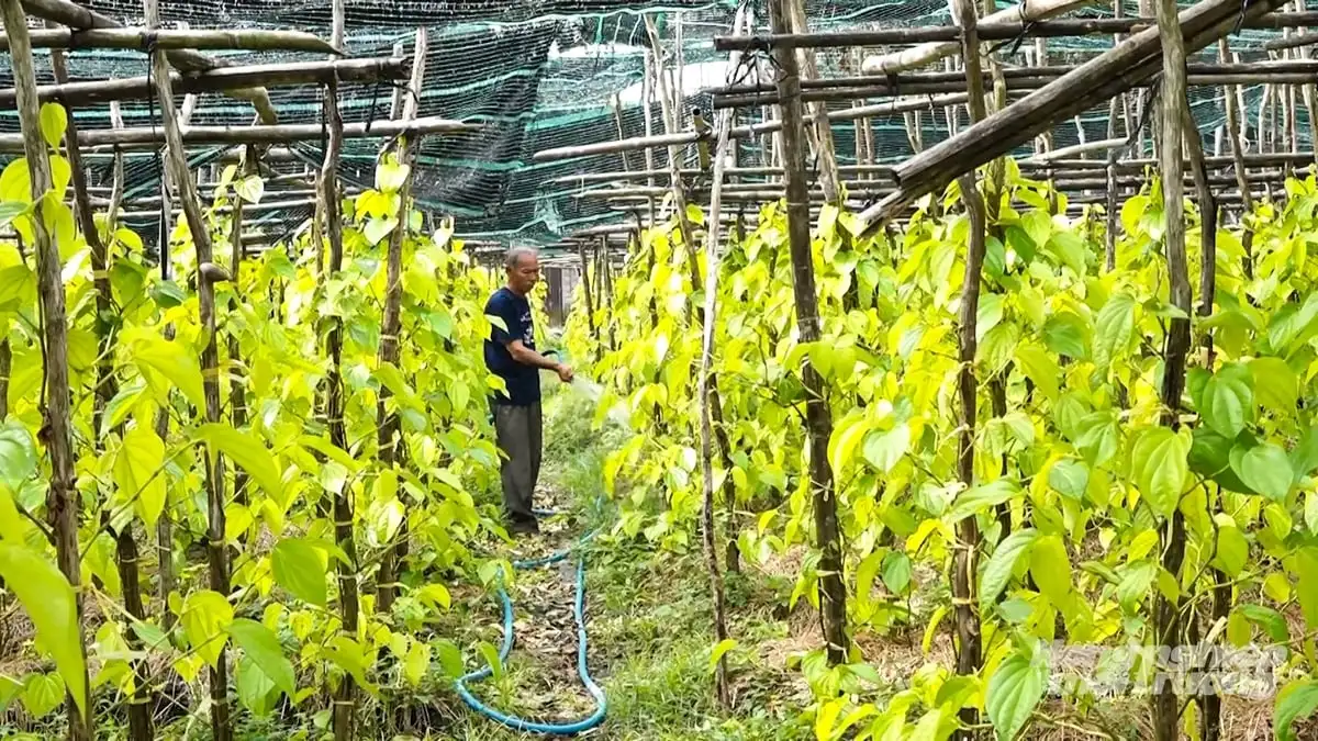 Làng trầu Vị Thủy phát triển du lịch