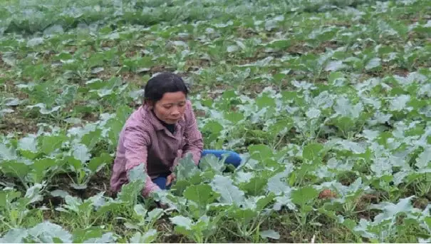 Lào Cai lên kế hoạch gieo trồng gần 15 nghìn ha cây trồng vụ đông