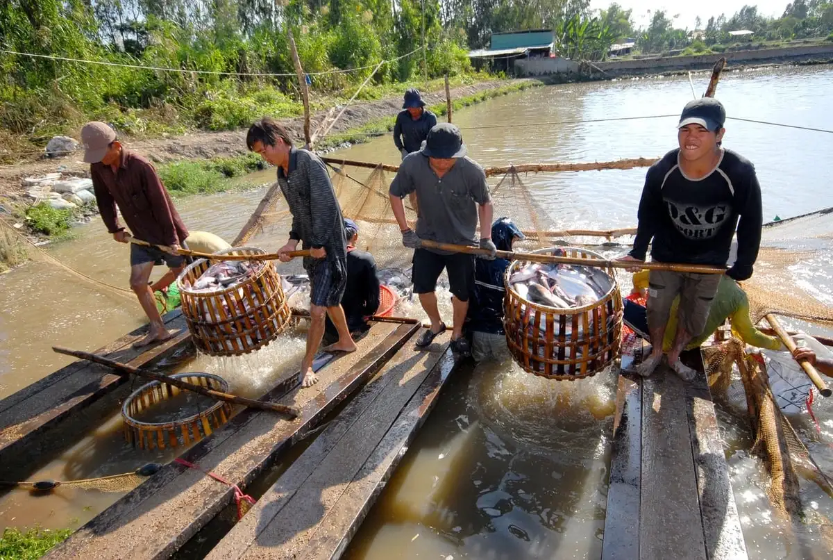 Liên kết &#8216;4 nhà&#8217; đề ngành hàng cá tra phát triển bền vững