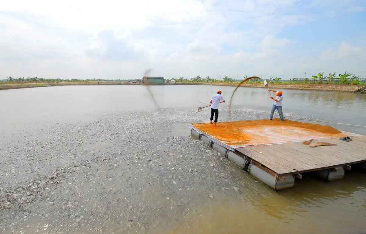 Liên kết ‘4 nhà’ đề ngành hàng cá tra phát triển bền vững