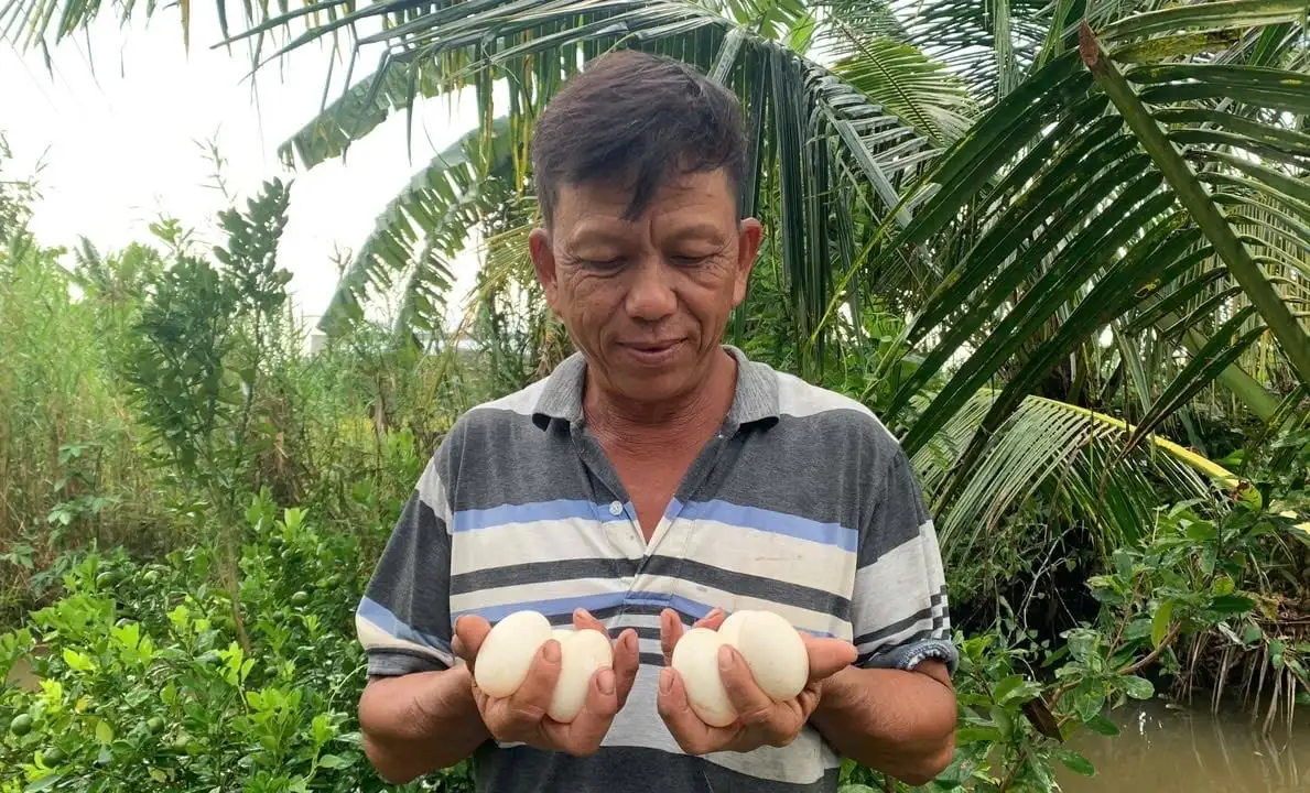 Liên kết sản xuất, tiêu thụ trứng vịt sạch: Yên tâm chất lượng