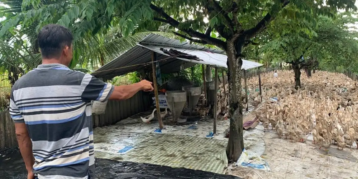 Liên kết sản xuất, tiêu thụ trứng vịt sạch: Yên tâm chất lượng