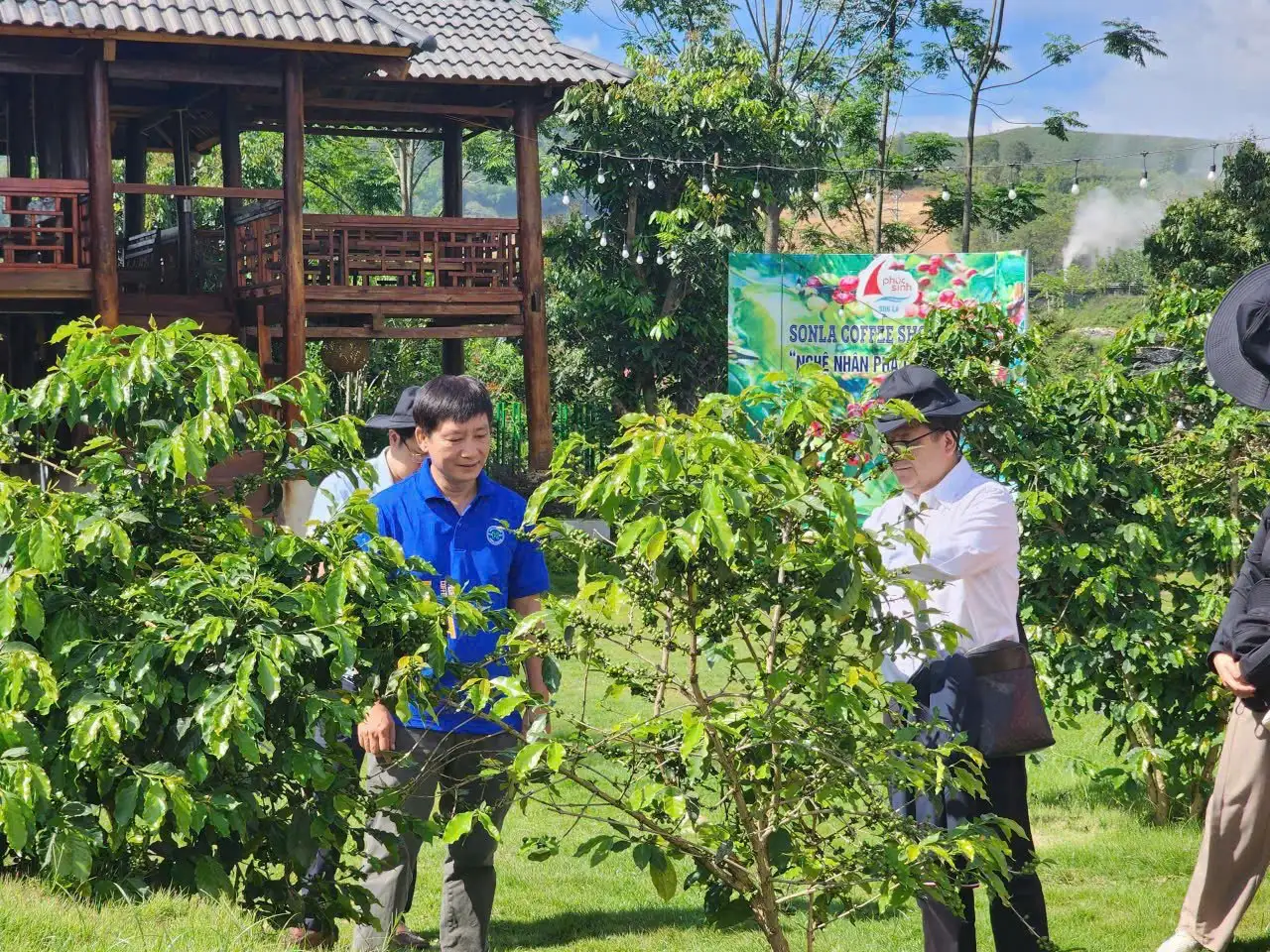 Liên kết trồng cà phê với Công ty CP Phúc Sinh, nông dân Sơn La giàu lên